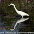 DSC06154.JPG, Large Egret at Bharatpur Bird Sanctuary, Rajasthan, India, my solo all-india motorcycle journey