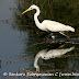 DSC06155.JPG, Taking calculated steps forward - Large Egret at Bharatpur Bird Sanctuary, Rajasthan, India, my solo all-india motorcycle journey