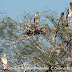 DSC06295.JPG, Nesting Colony of Painted Storks at Bharatpur Bird Sanctuary, Rajasthan, India, my solo all-india motorcycle journey