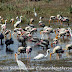 DSC06276.JPG, Bird Watcher's Paradise - Bharatpur Bird Sanctuary, Rajasthan, India, my solo all-india motorcycle journey