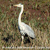 DSC06301.JPG, Grey Heron at Bharatpur Bird Sanctuary, Rajasthan, India, my solo all-india motorcycle journey