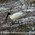 DSC06485.JPG, Oriental White Ibis at Bharatpur Bird Sanctuary, Rajasthan, India, my solo all-india motorcycle journey