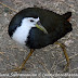 DSC06522.JPG, White Breasted Water Hen at Bharatpur Bird Sanctuary, Rajasthan, India, my solo all-india motorcycle journey