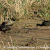 DSC06355-1.JPG, Glossy Ibis's at Bharatpur Bird Sanctuary, Rajasthan, India, my solo all-india motorcycle journey