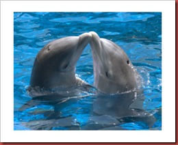 12152485A~Dolphin-kiss-Posters