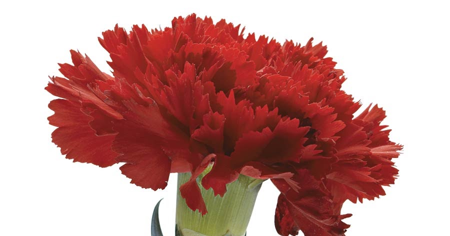 "CANTIGUEIRO": Um cravo