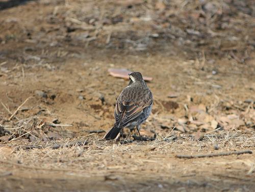 フツウの生活 狭山丘陵の鳥たち ツグミ フツウの生活 狭山丘陵の鳥たち ツグミ