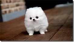 adorable puppy