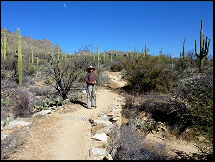 Sabino Canyon, Bear Canyon Trail 2011