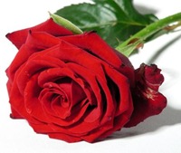 rosas (6) rosas (6)