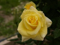 rosas (3) rosas (3)