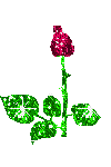 [rosas (7)[2].gif]