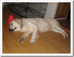 IMG_3421 IMG_3421