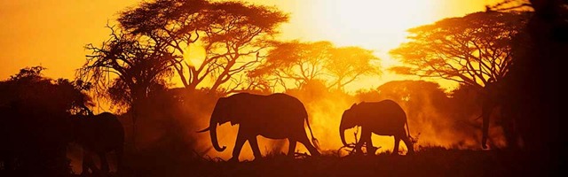 [Africa_1[3].jpg]