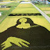 Rice Field