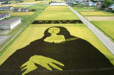 Amazing Rice Field Amazing Rice Field