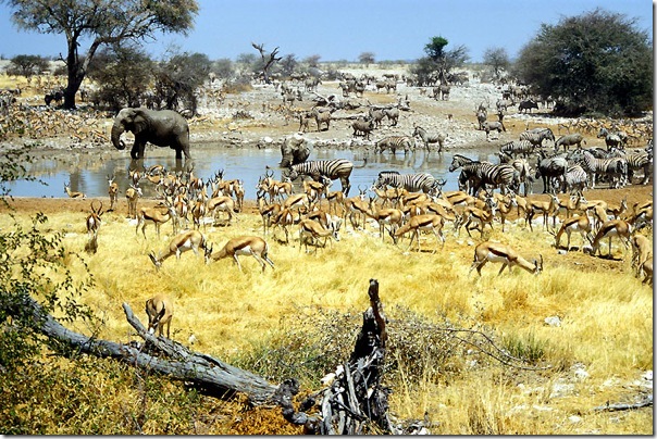 All Animal in Etosha National park