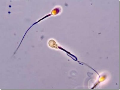 two primal opposing Life