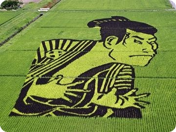 rice-field-6 rice-field-6