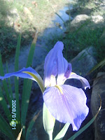 PICT0332.JPG Photo