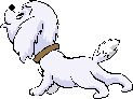 Cachorro Branco