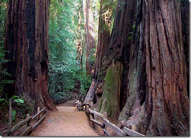 Muir Woods - redwoods