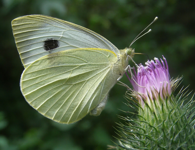 Large White and Small White Butterflies - Life and Opinions - Life and  Opinions