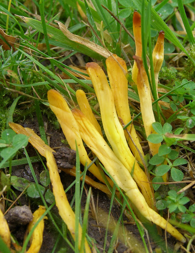 club fungus