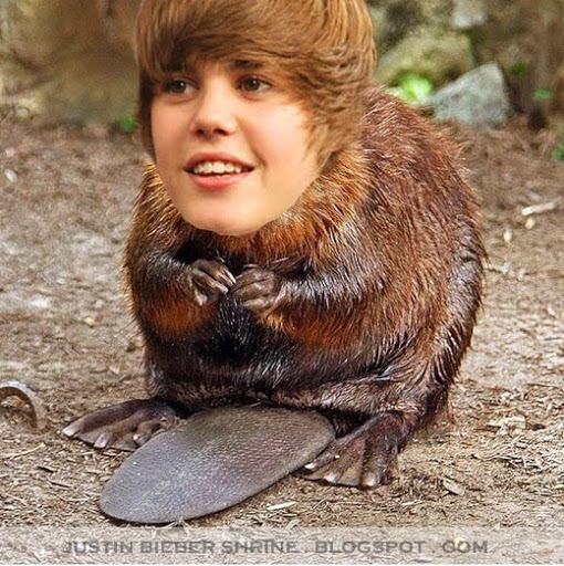 new_funny_Justin_Bieber_Beaver.jpg