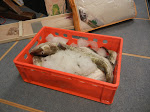 DSCN0971.JPG