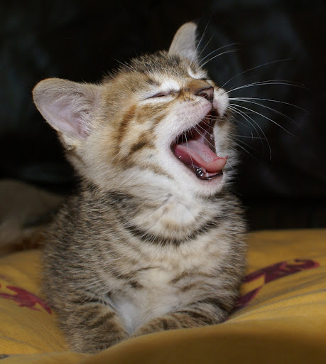 La cit� du chat