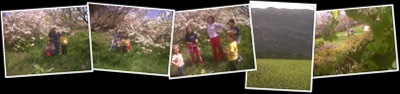 Ver La Primavera y el Cerezo