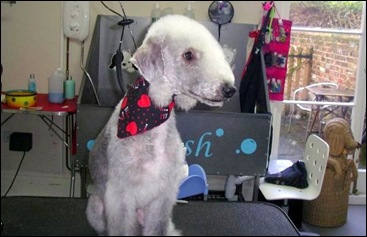 Scooter%20big%20boy%20groom