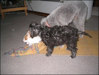 Baby_Willo,_Sam_the_cat_&_Greyson