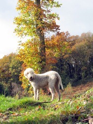 Autumn woods 084 Autumn woods 084