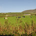 On the Road - Dingle