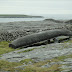 Inismor