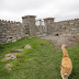 Seven Churches, Inismor