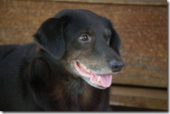 Blacky