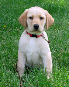 Watson Puppy Sitting