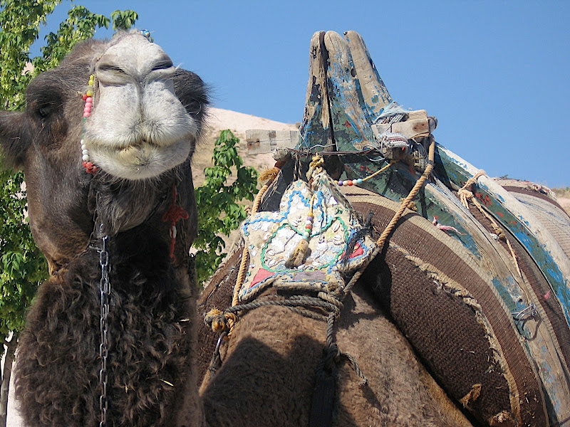 La Cappadocia IX: camell
