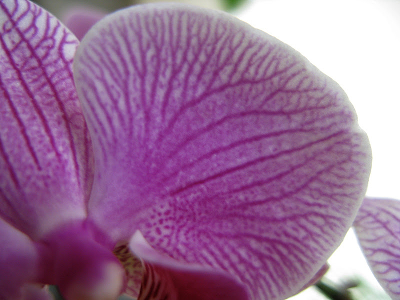Orquídea (3)