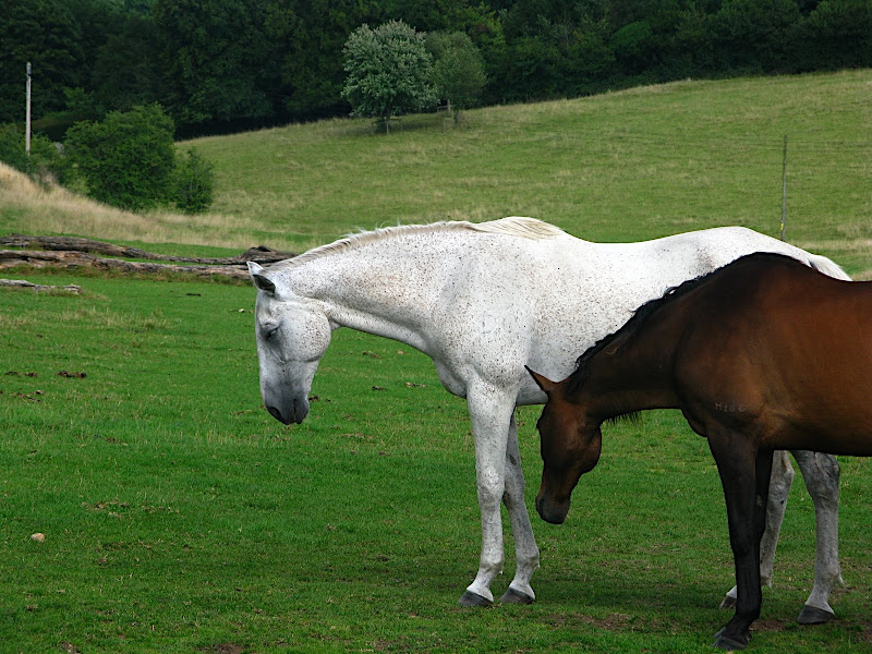 Cavalls als prats d'Stonehenge
