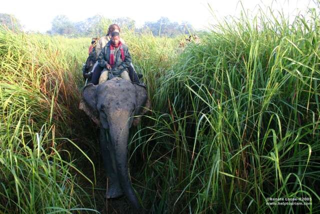 [heritage - assam - kaziranga np - elephant safari - inside the elephant grass[1][5].jpg]