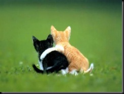 GATOS ABRAÇADOS GATOS ABRAÇADOS