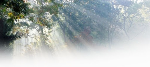 luce tra gli alberi