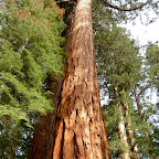 Yosemite - Mariposa Grove Tree 01.jpg