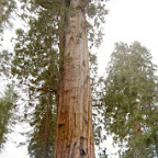 Yosemite - Mariposa Grove Tree 03.jpg