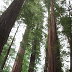 Avenue of the Giants 02.jpg