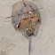 Atlantic Horseshoe Crab